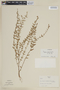 Cuphea polymorpha image