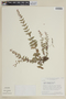 Cuphea polymorpha image