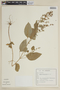 Cuphea circaeoides image
