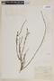 Cuphea diosmifolia image