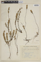 Cuphea pseudovaccinium image