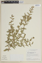 Cuphea pseudovaccinium image