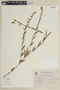Cuphea pterosperma image