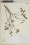 Cuphea racemosa image