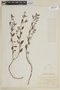 Cuphea racemosa image