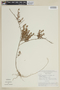 Cuphea ramulosa image