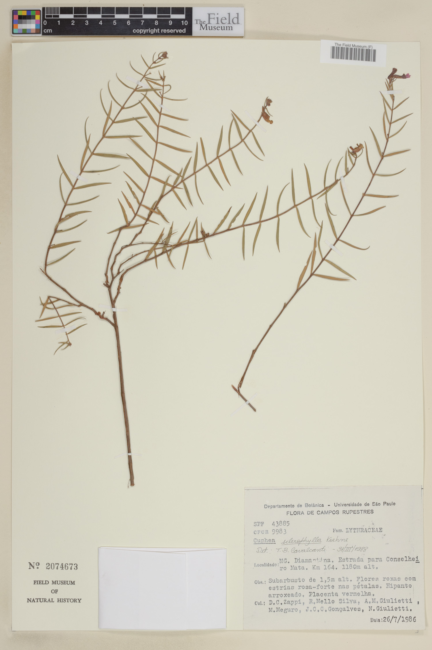 Cuphea sclerophylla image