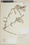 Cuphea sclerophylla image