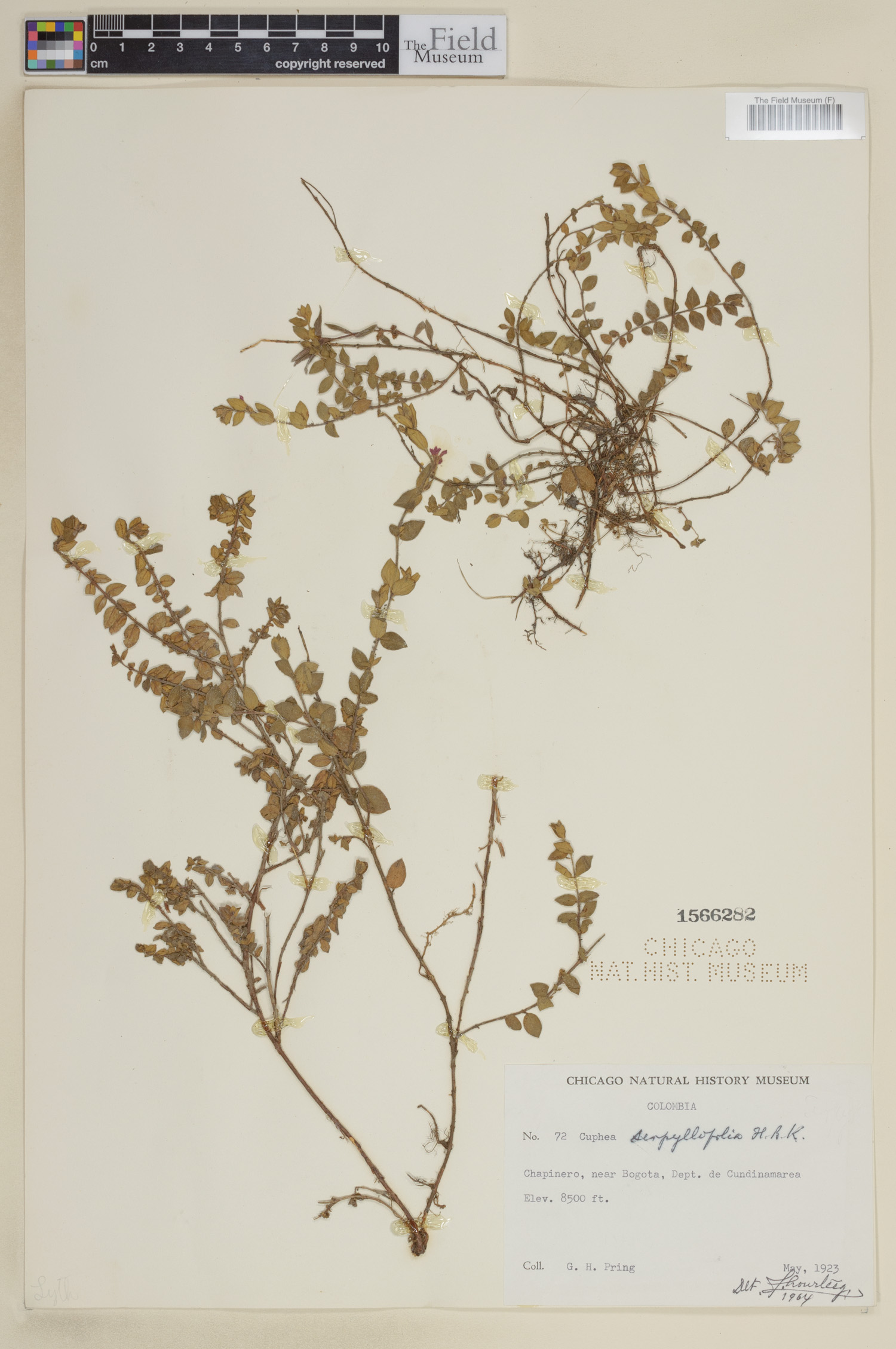 Cuphea serpyllifolia image