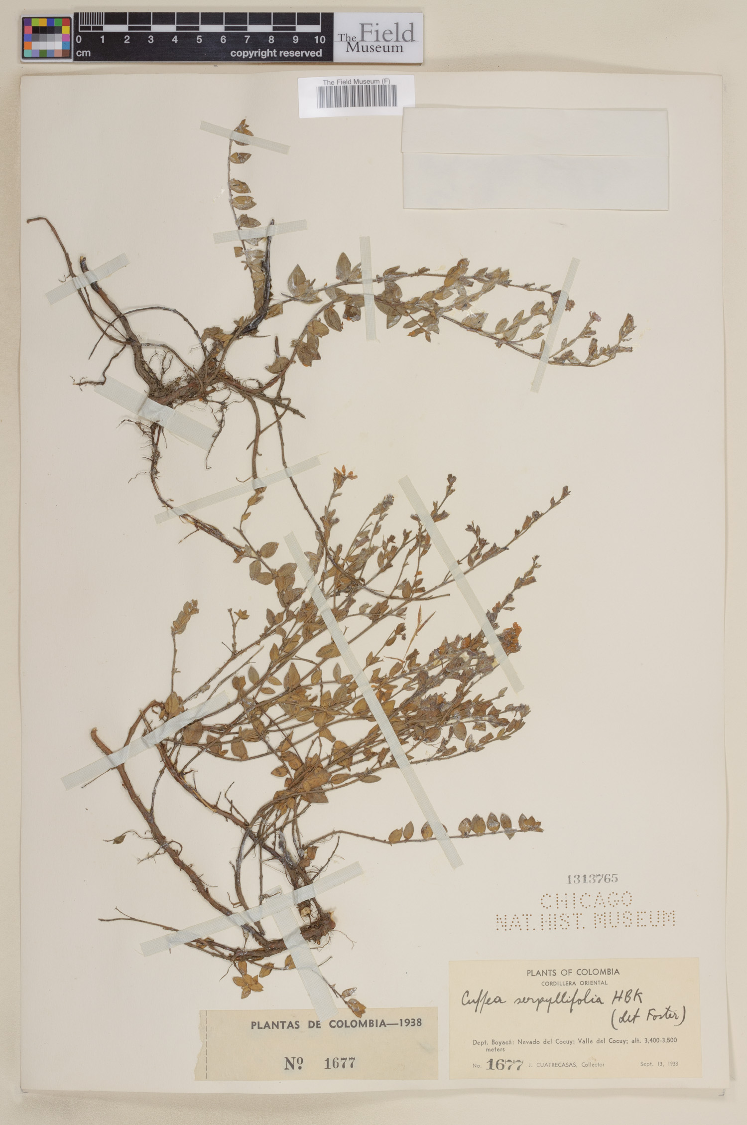 Cuphea serpyllifolia image