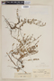 Cuphea serpyllifolia image