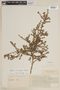 Cuphea sessilifolia image