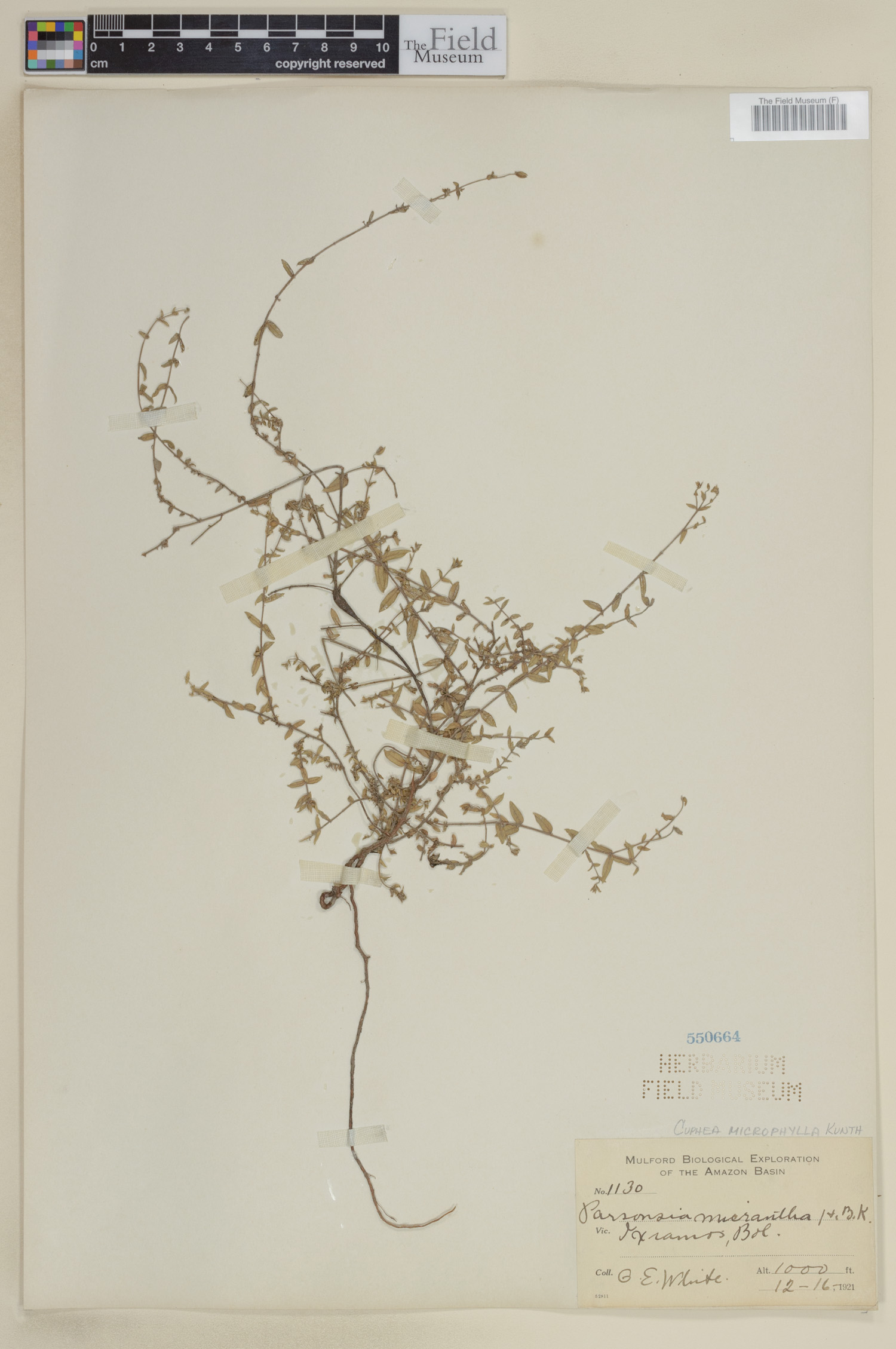 Cuphea microphylla image