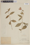 Cuphea speciosa image