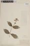 Cuphea speciosa image