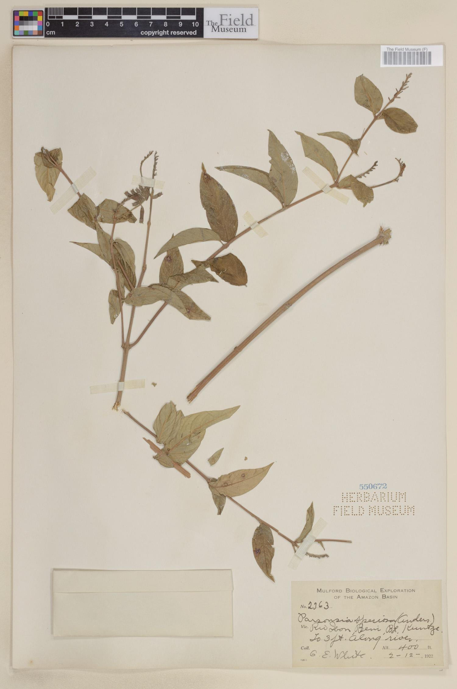 Cuphea speciosa image