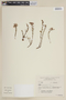 Cuphea sperguloides image