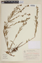 Cuphea spermacoce image