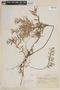 Cuphea spruceana image