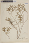 Cuphea spruceana image