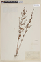 Cuphea thymoides image