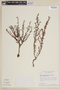 Cuphea thymoides image