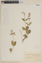 Cuphea confertiflora image