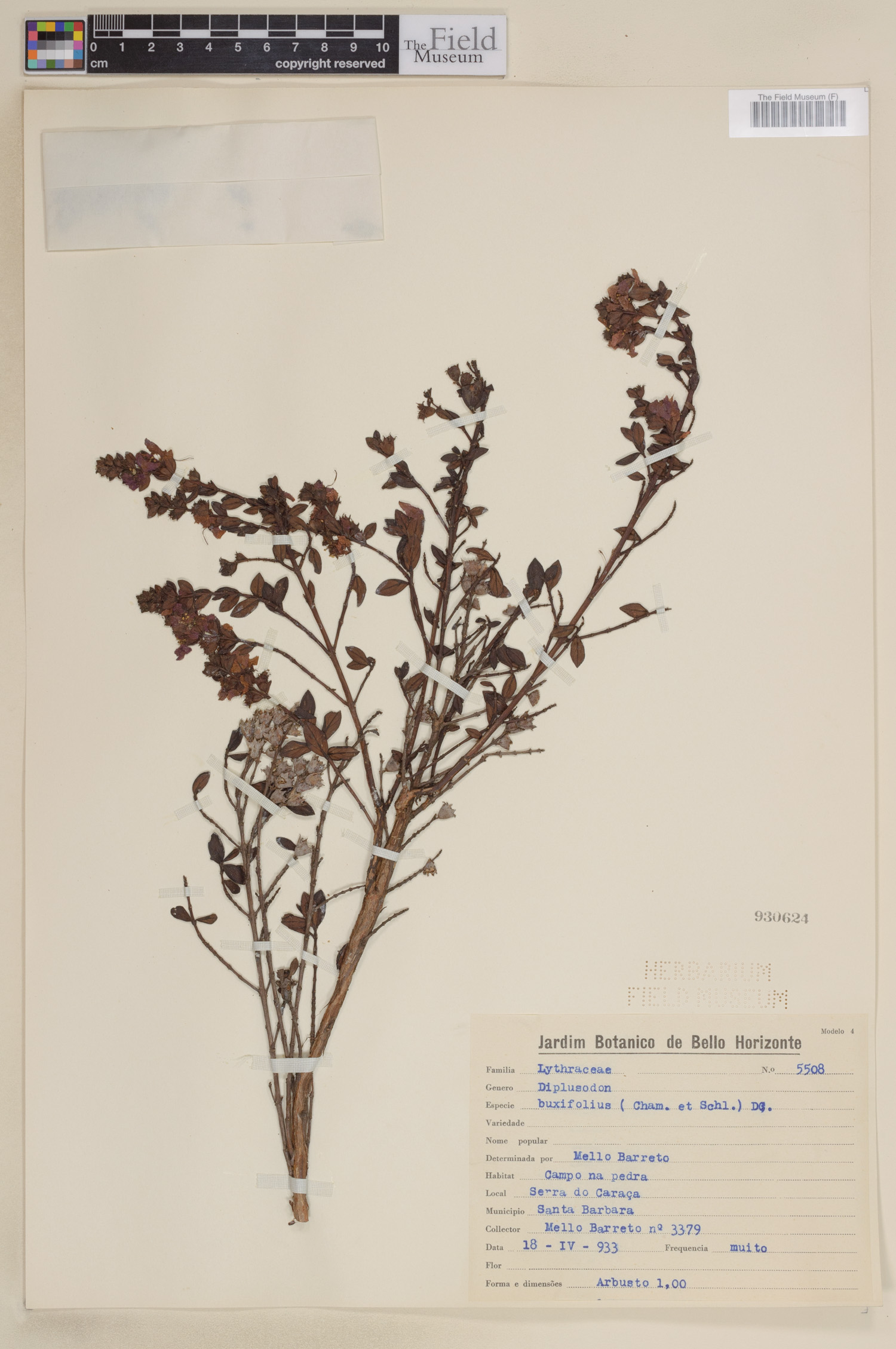 Diplusodon buxifolius image