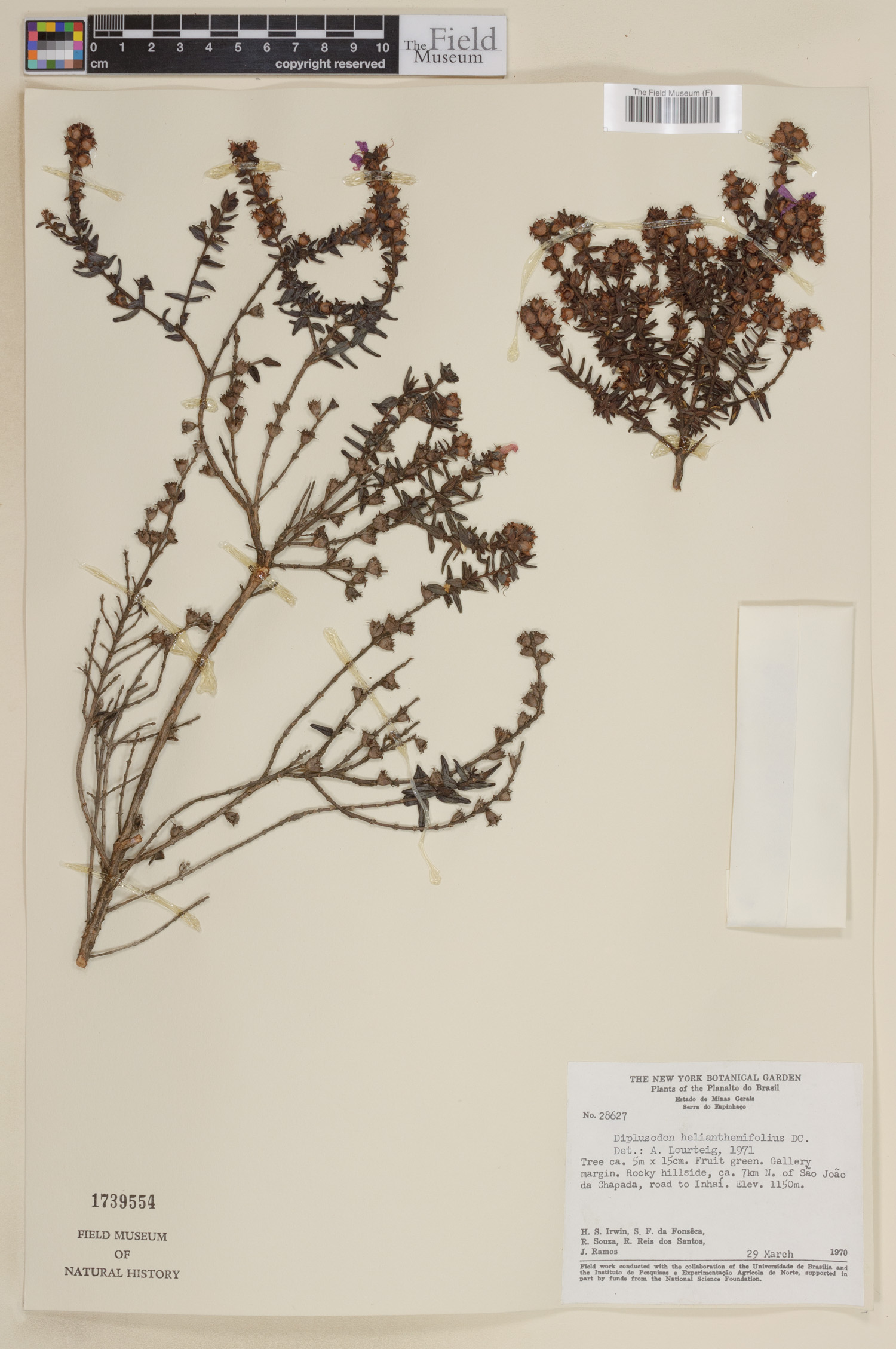 Diplusodon helianthemifolius image