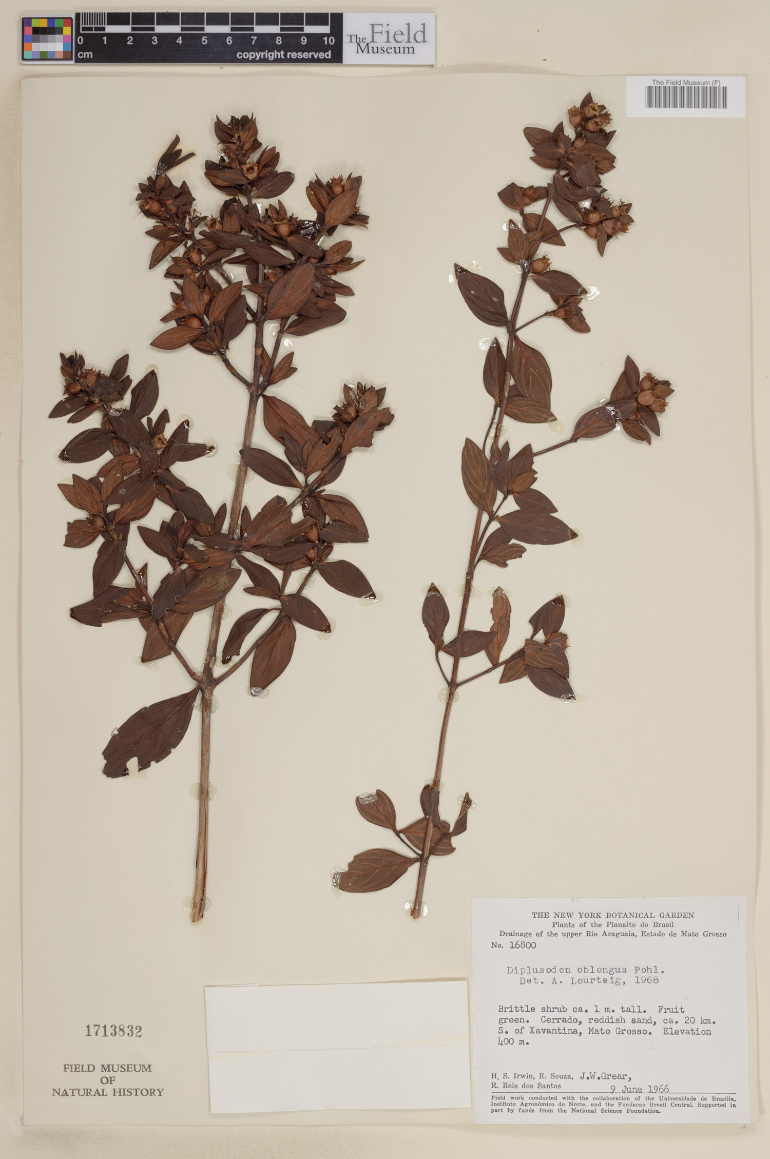 Diplusodon oblongus