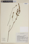 Diplusodon orbicularis image