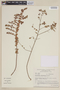 Diplusodon orbicularis image