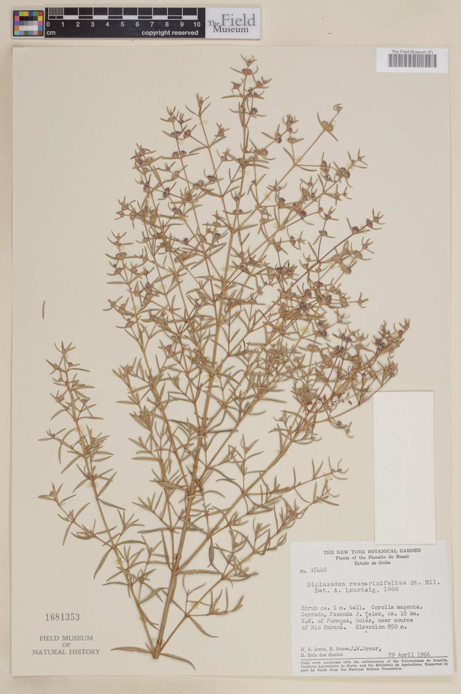 Diplusodon rosmarinifolius image