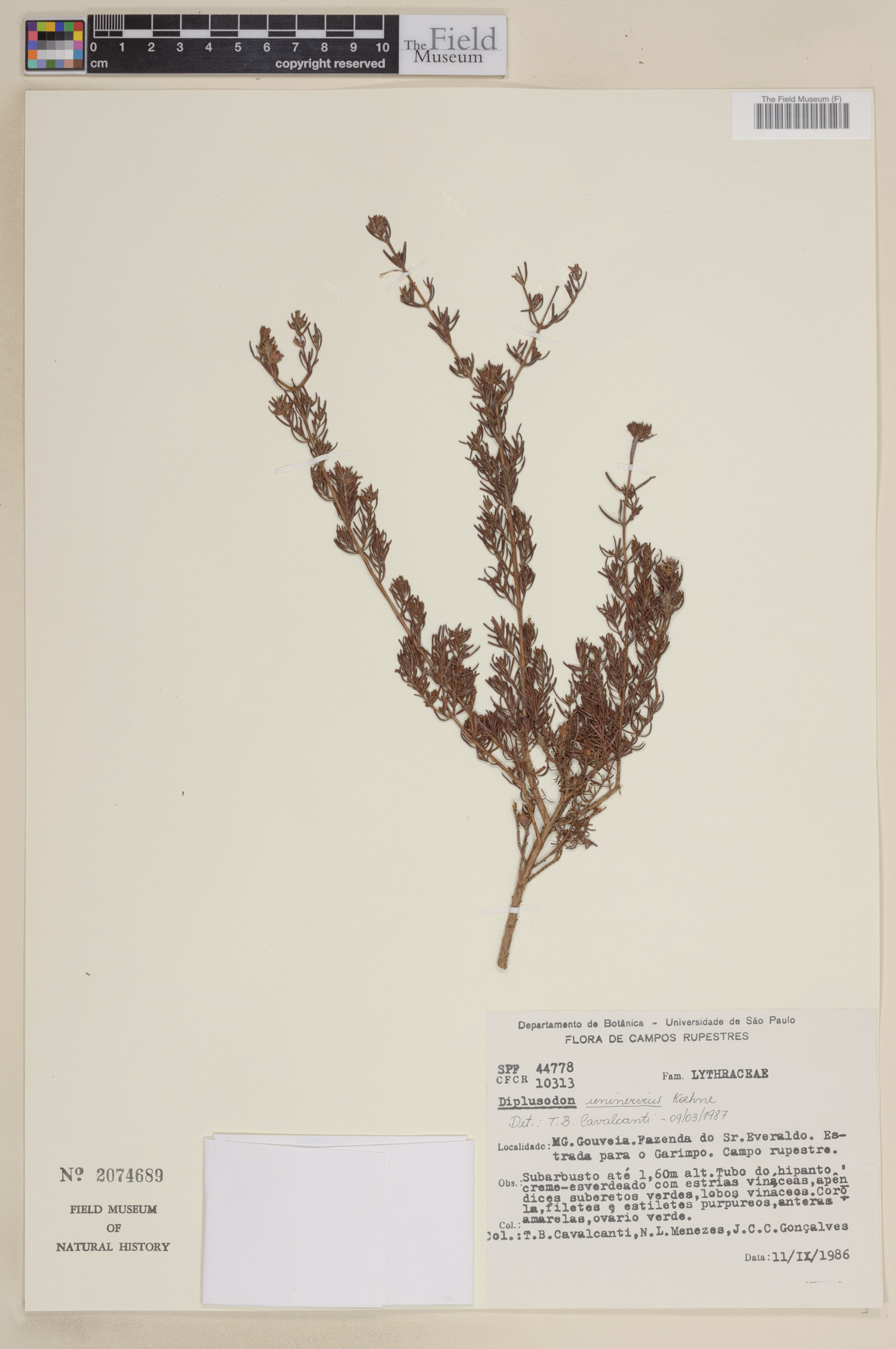 Diplusodon uninervius image
