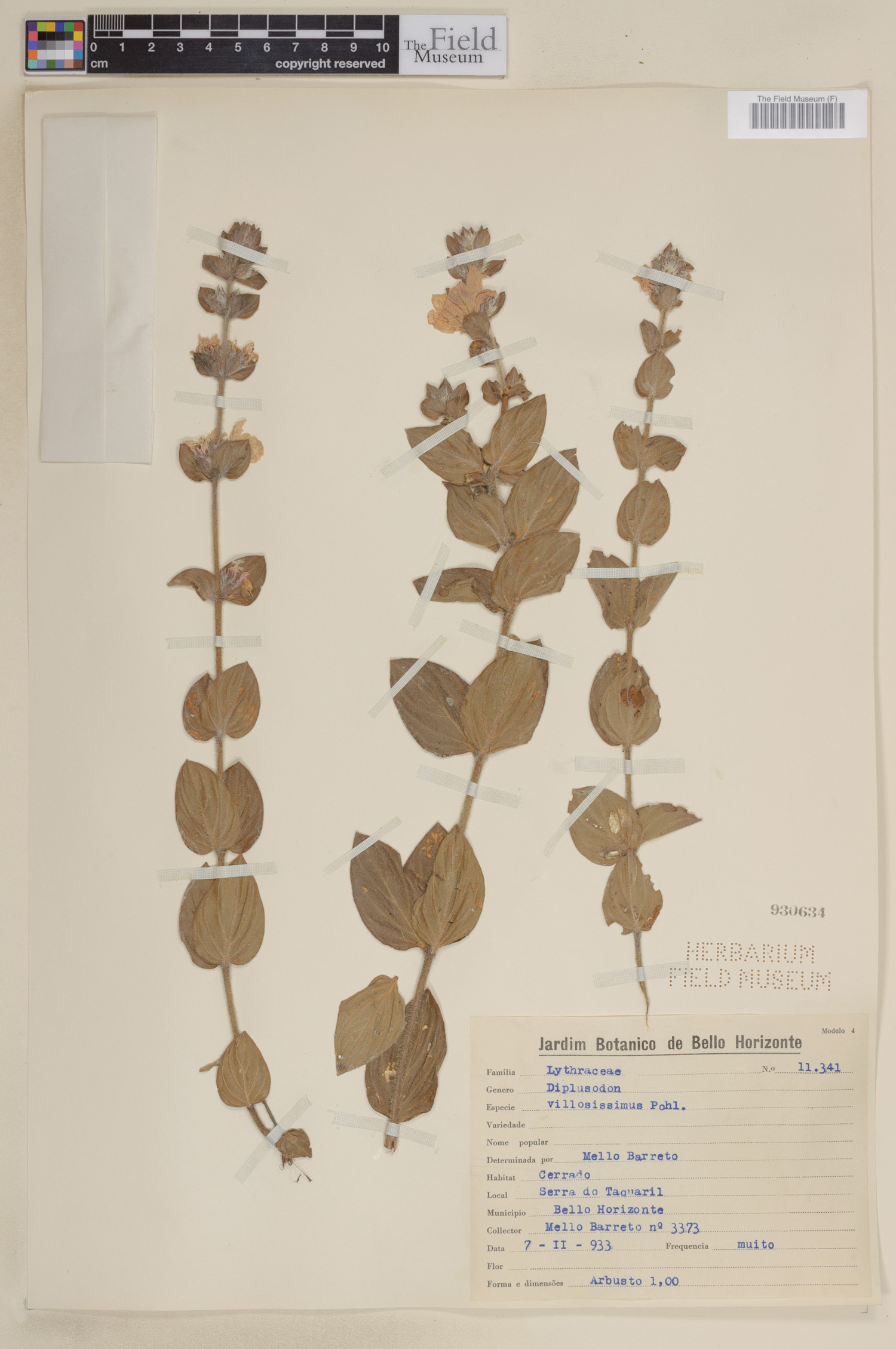 Diplusodon villosissimus image