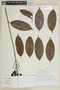 Lafoensia acuminata image