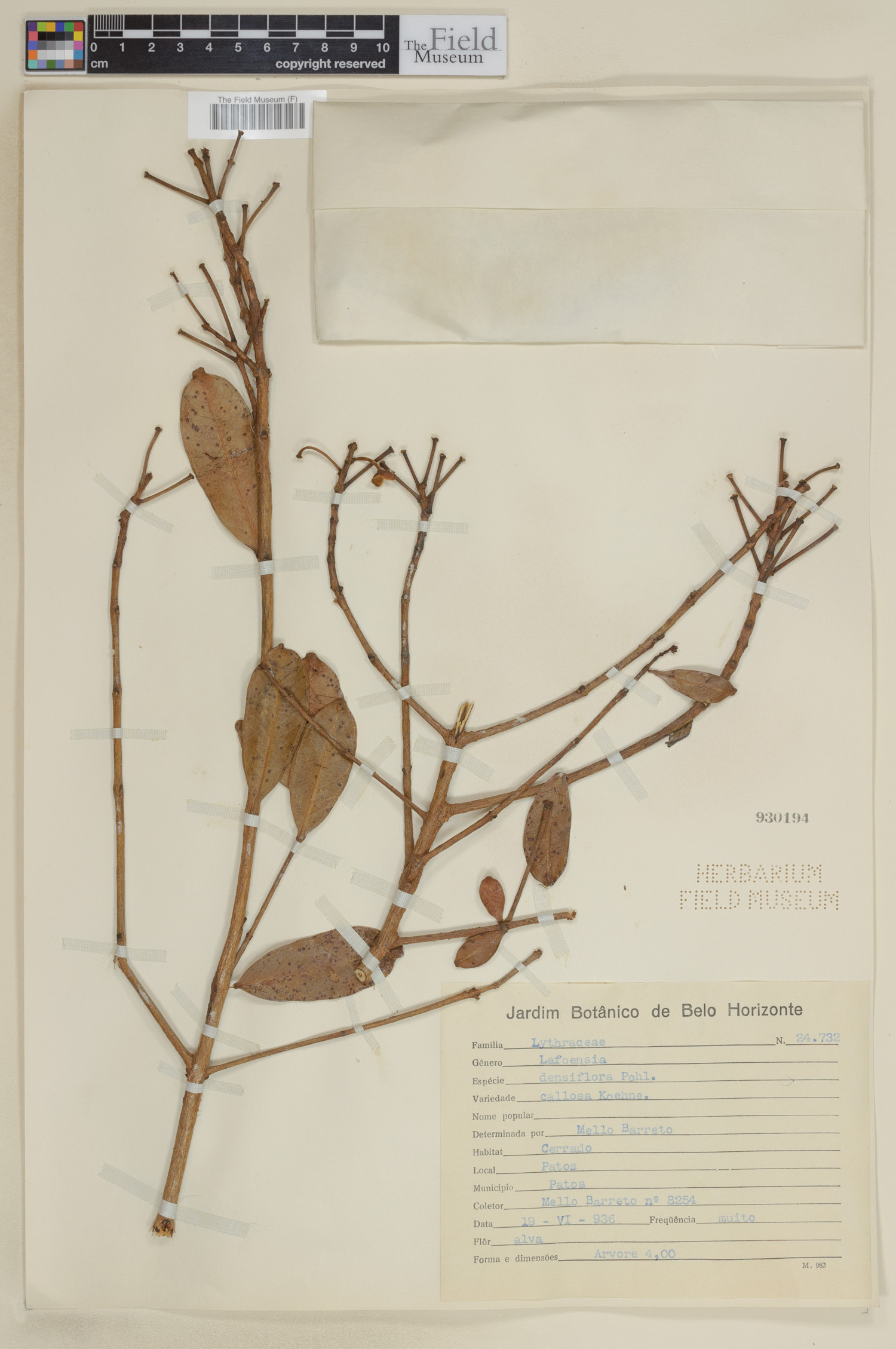 Lafoensia vandelliana subsp. vandelliana image