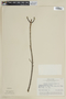 Lafoensia punicifolia image