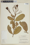 Lafoensia vandelliana subsp. replicata image