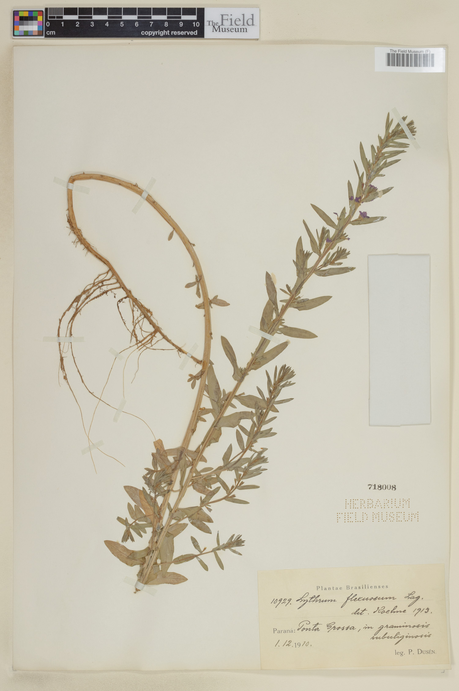 Lythrum flexuosum image