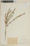 Lythrum maritimum image
