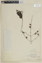 Physocalymma scaberrimum image
