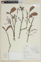 Physocalymma scaberrimum image