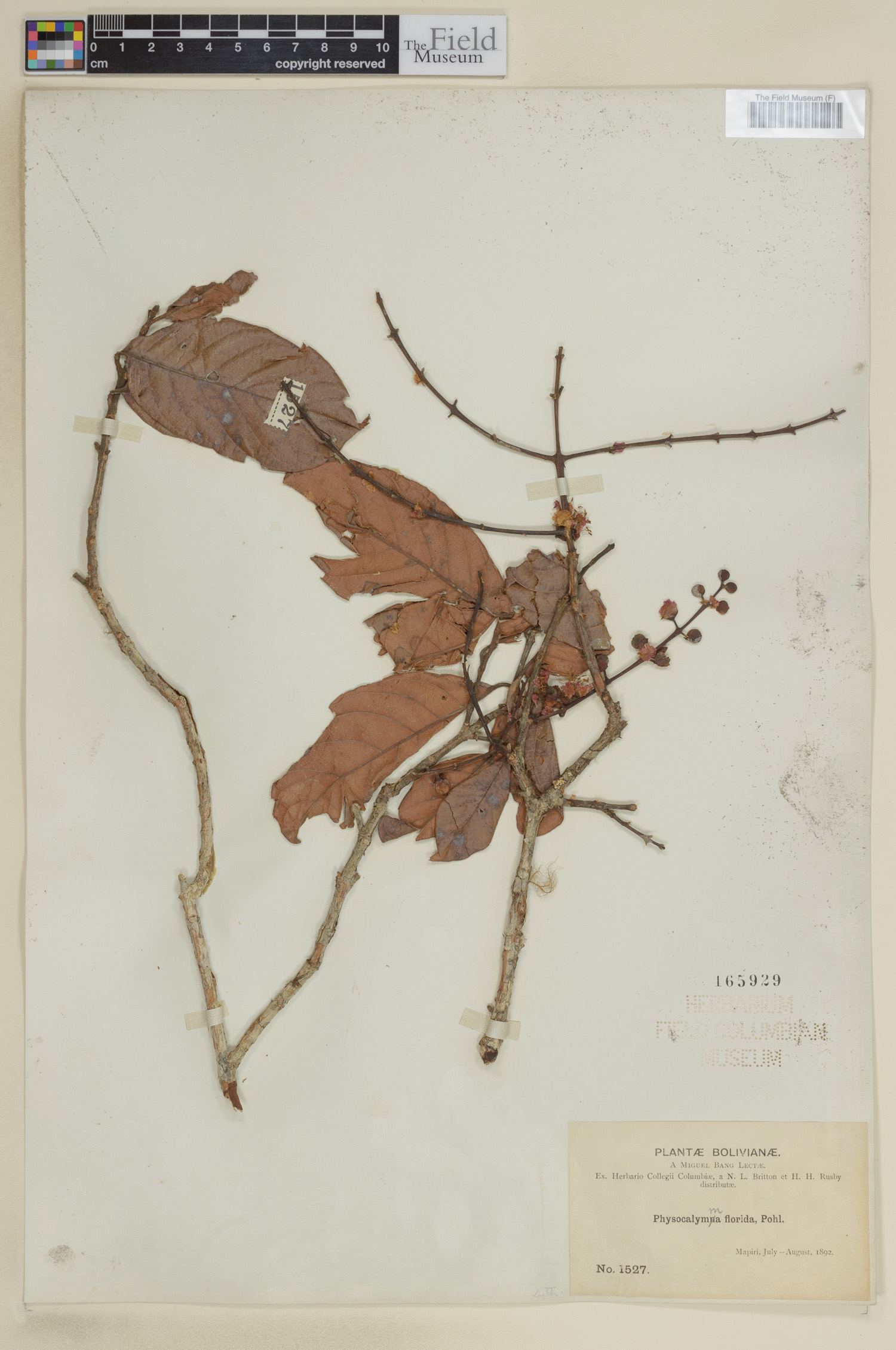 Physocalymma thumbnail