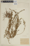 Pleurophora anomala image