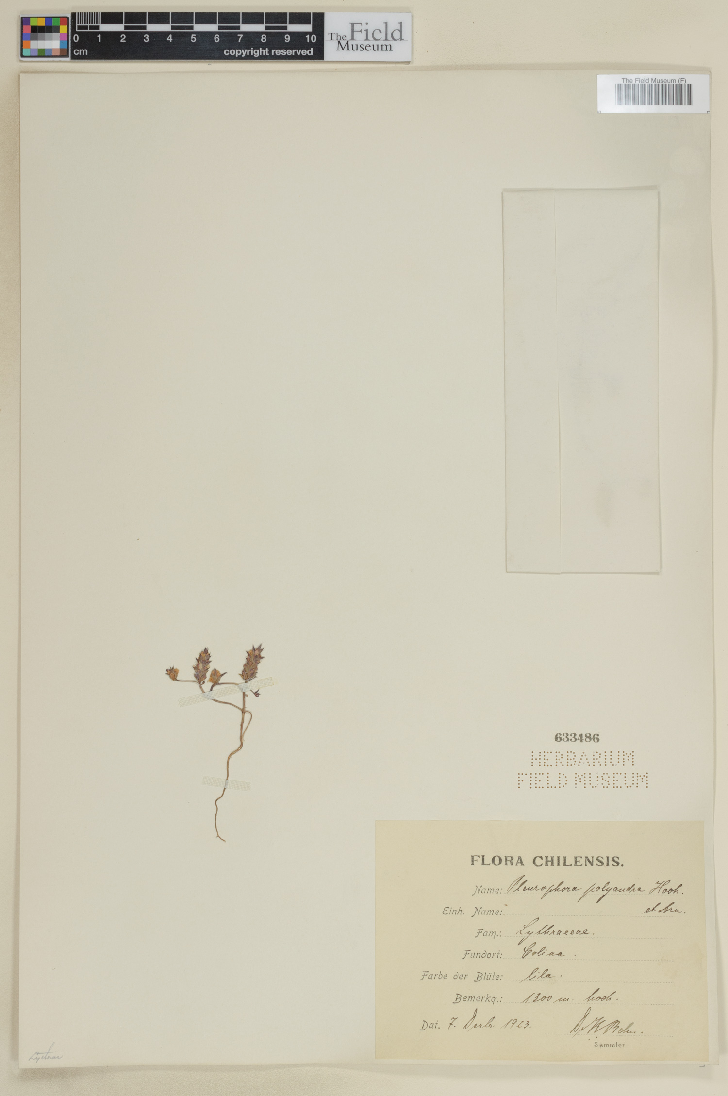 Pleurophora polyandra image