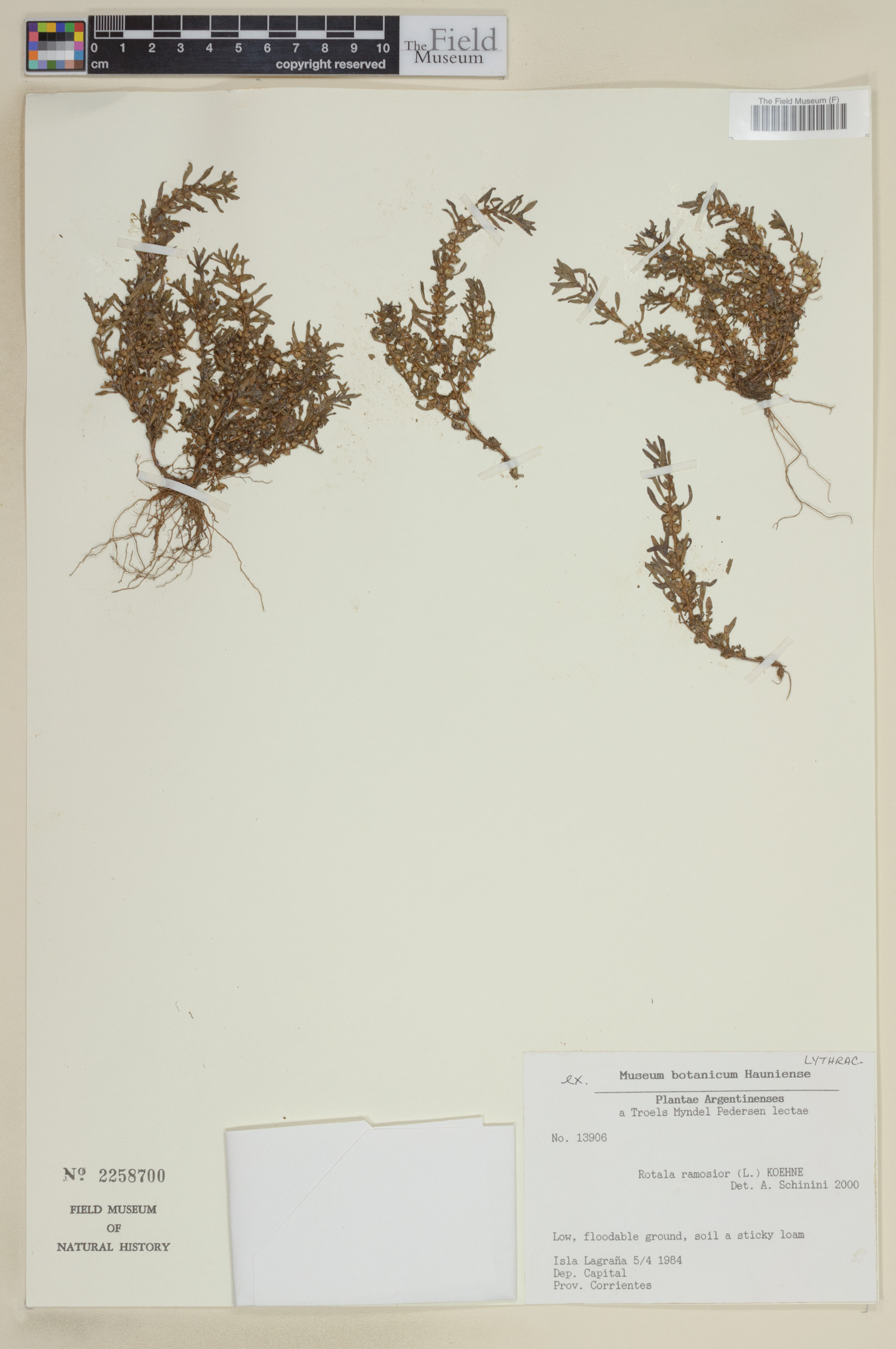 Rotala image
