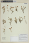 Pleurophora patagonica image
