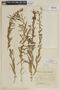 Heimia salicifolia var. salicifolia image