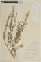 Heimia salicifolia var. salicifolia image